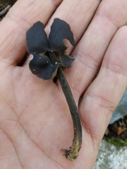 Helvella atra