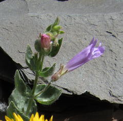 Penstemon montanus montanus