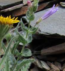 Penstemon montanus montanus