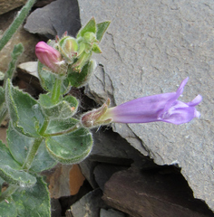 Penstemon montanus montanus