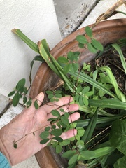 Euphorbia hypericifolia