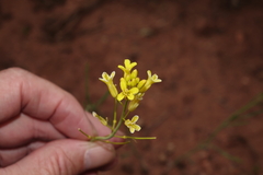 Sisymbrium linifolium