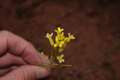 Sisymbrium linifolium