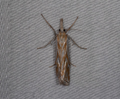 Hednota pleniferellus