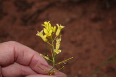 Sisymbrium linifolium