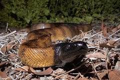 Aspidites melanocephalus