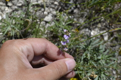 Astragalus austriacus