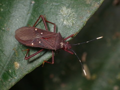 Leptoscelis quadrisignatus