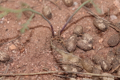 Sisymbrium linifolium
