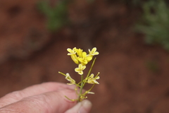 Sisymbrium linifolium