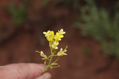 Sisymbrium linifolium