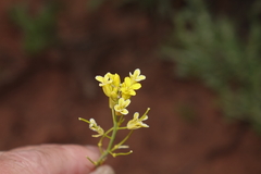 Sisymbrium linifolium