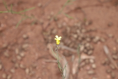 Sisymbrium linifolium