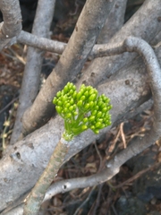 Pittocaulon praecox