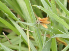 Copaeodes minima