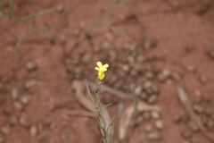 Sisymbrium linifolium