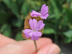 Petrorhagia nanteuilii