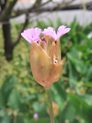 Petrorhagia nanteuilii