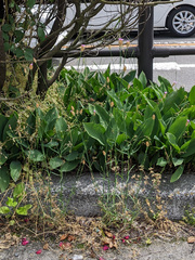 Petrorhagia nanteuilii