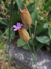 Petrorhagia nanteuilii