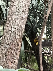 Icterus graduacauda