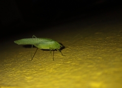 Anaulacomerina