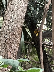 Icterus graduacauda