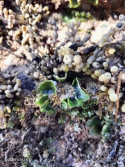 Dictyosphaeria sericea