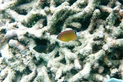 Pomacentrus bankanensis