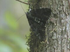 Catocala lacrymosa