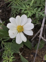 Cosmos diversifolius