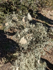 Usnea intermedia