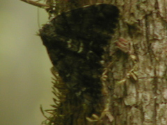 Catocala lacrymosa