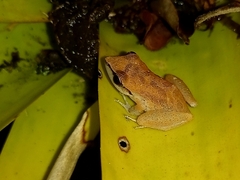 Pristimantis ramagii