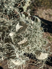 Usnea intermedia