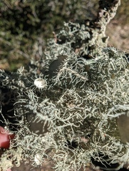 Usnea intermedia