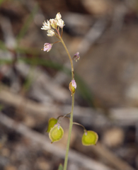Thysanocarpus curvipes