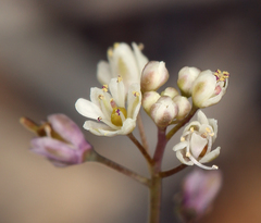 Thysanocarpus curvipes