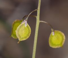 Thysanocarpus curvipes