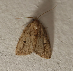 Tolpia conscitulana