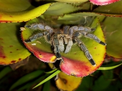 Pachistopelma rufonigrum