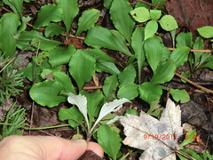 Antennaria plantaginifolia