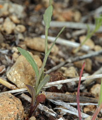 Thysanocarpus curvipes