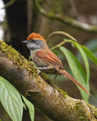 Rufous-Capped Spinetail photo 2