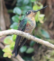 Coeligena helianthea