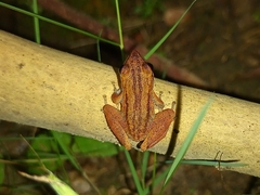 Pristimantis ramagii