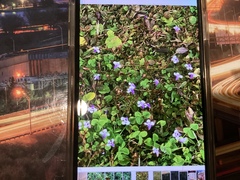 Viola walteri