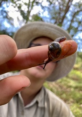Stanisicarion freycineti