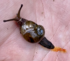 Stanisicarion freycineti