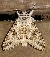 Lichnoptera